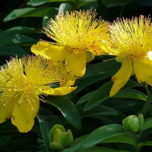 HYPERICUM