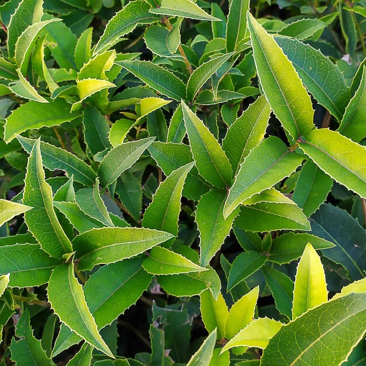 OSMANTHUS