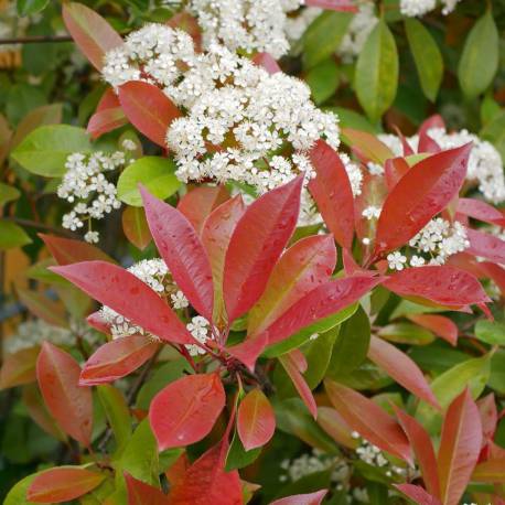 PHOTINIA